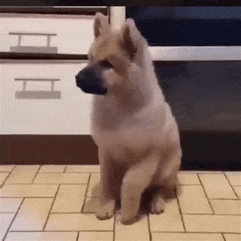 dog excited gif|over stimulated dogs.